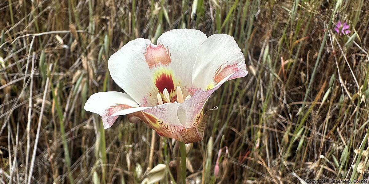 Butterfly Mariposa Lily (Calochortus venustus) - Butterfly Mariposa Lily