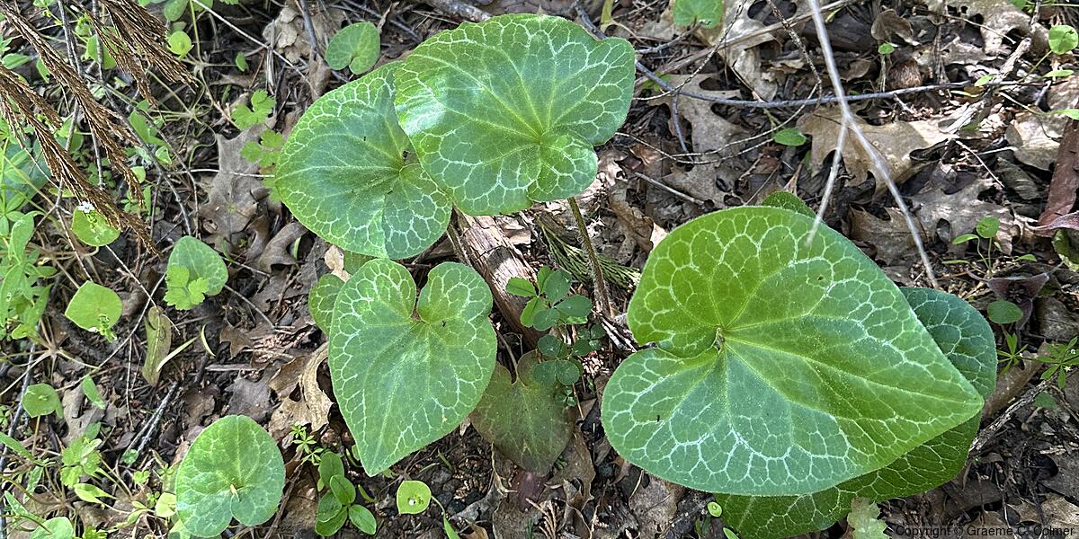 Hartweg's Wildginger (Asarum hartwegii) - Hartweg's Wildginger