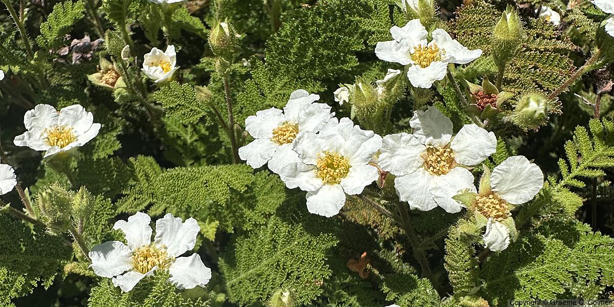 Mountain Misery (Chamaebatia foliolosa) - Mountain Misery