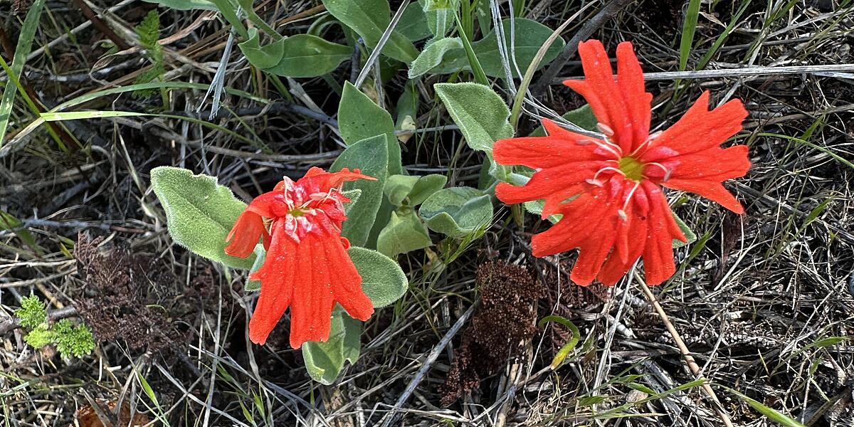 Mexican Catchfly (Silene laciniata) - Mexican Catchfly