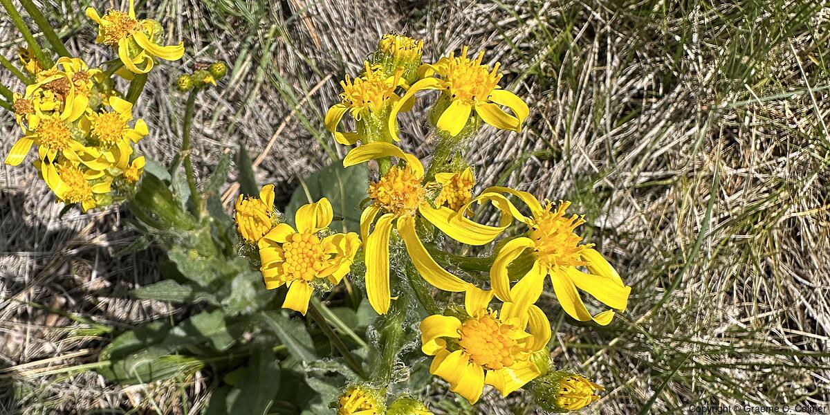Lambstongue Ragwort (Senecio integerrimus) - Lambstongue Ragwort