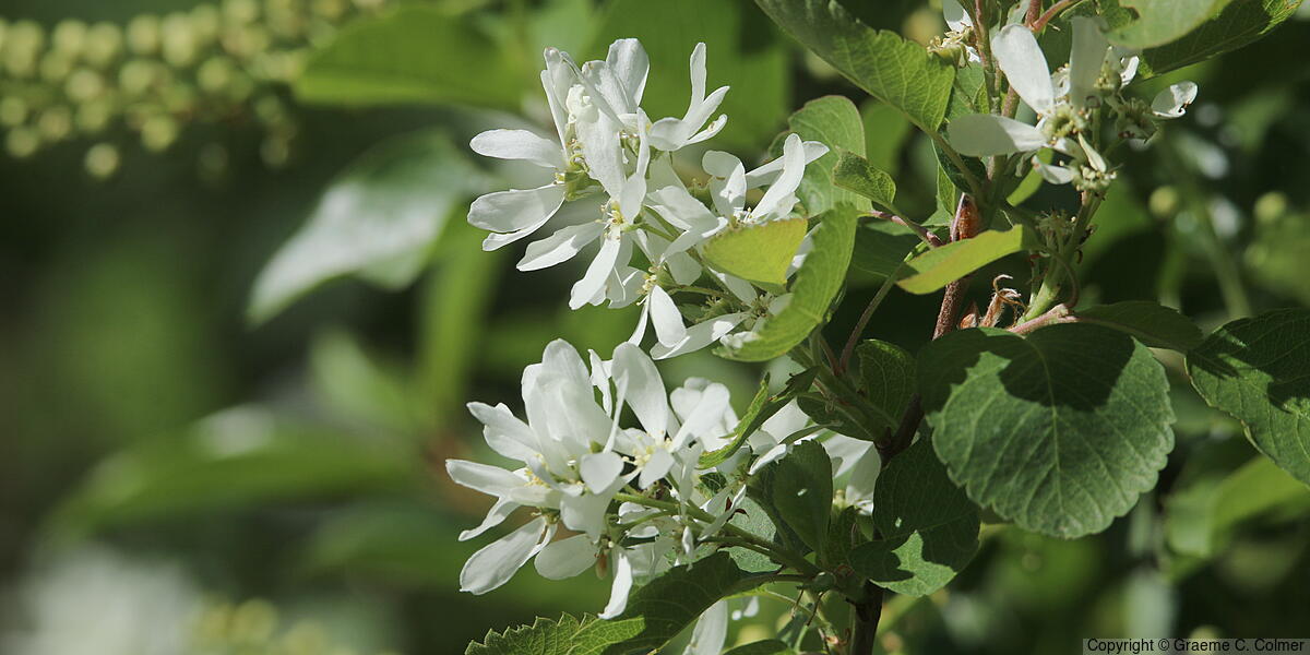Juneberry (Amelanchier alnifolia) - Juneberry