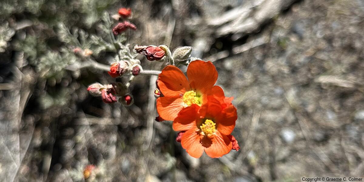 Munro's Globemallow (Sphaeralcea munroana) - Munro's Globemallow