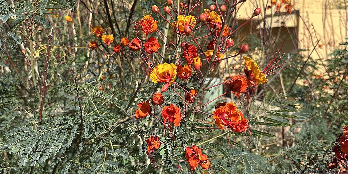 Dwarf Poinciana (Caesalpinia pulcherrima) - Dwarf Poinciana