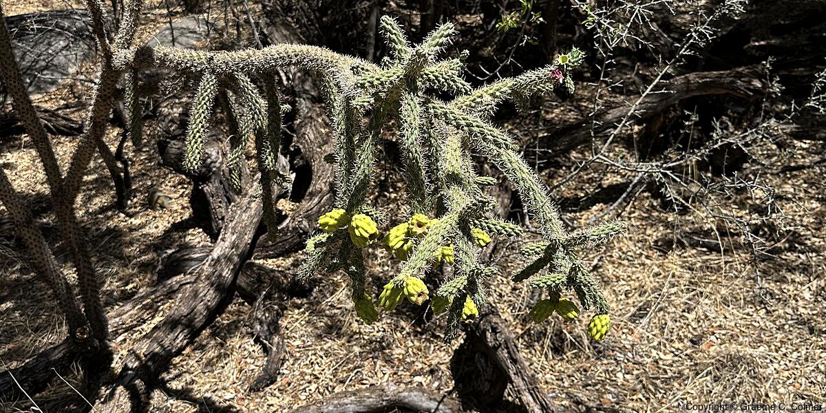 Cane Cholla (Cylindropuntia spinosior) - Cane Cholla