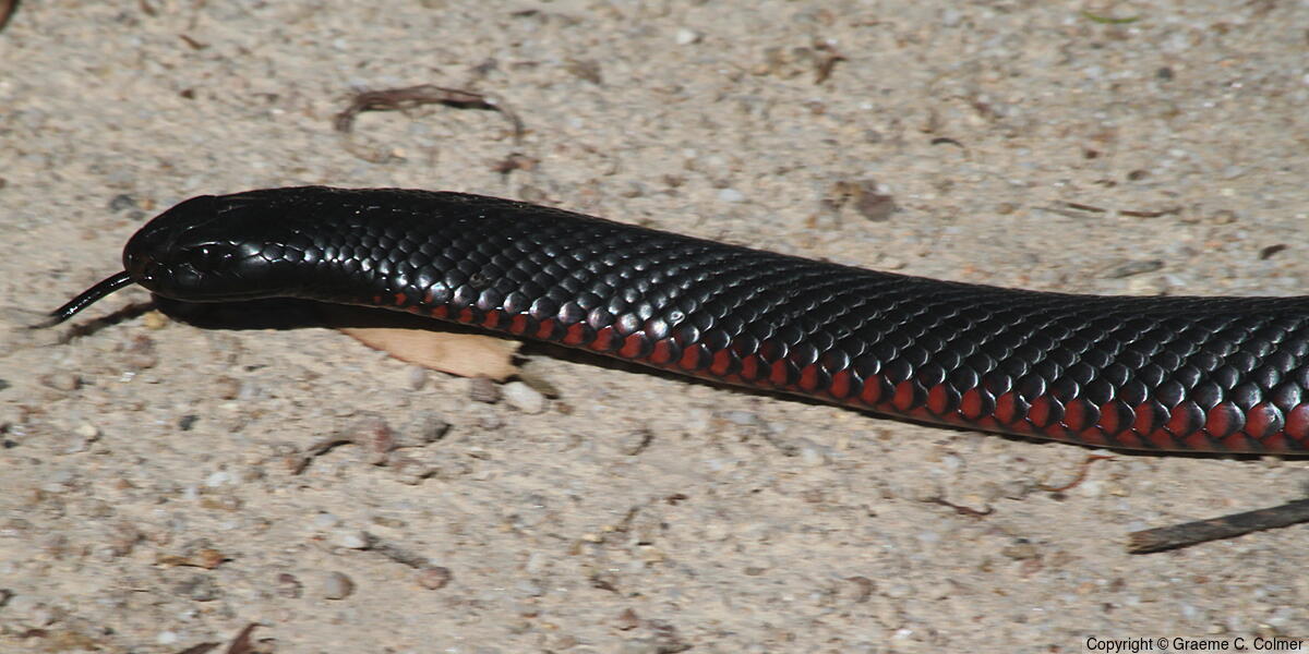 Red-bellied Black Snake (Pseudechis porphyriacus) - Adult
