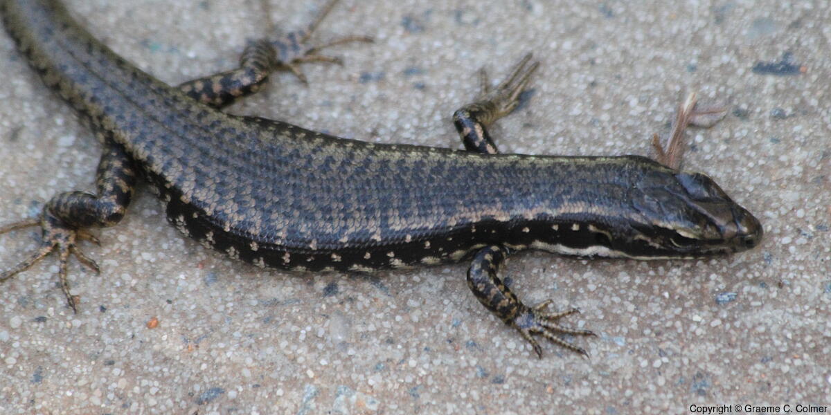 Eastern Water-skink (Eulamprus quoyii) - Eastern Water-skink