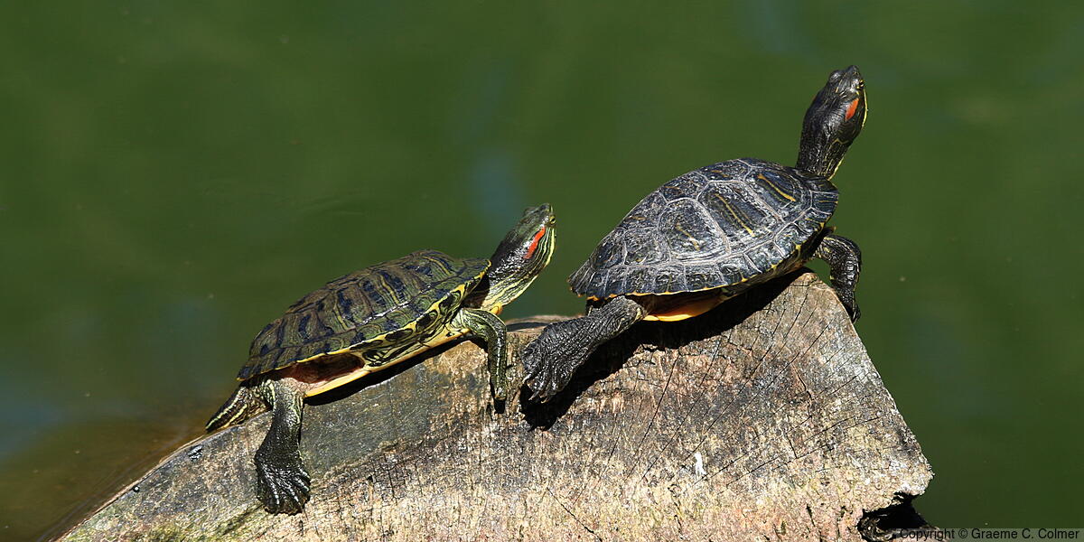 Pond Slider (Trachemys scripta) - Pond Slider (Red-eared)