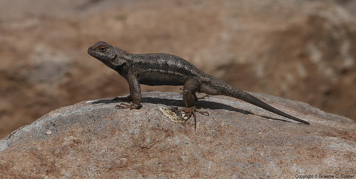 Western Fence Lizard (Sceloporus occidentalis) - Adult (Great Basin)