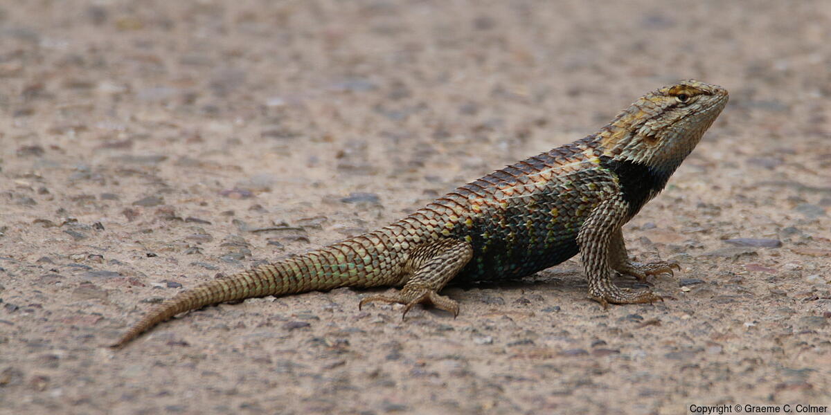 Desert Spiny Lizard (Sceloporus magister) - Desert Spiny Lizard