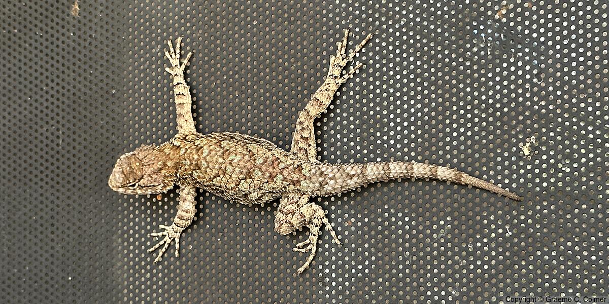 Clark's Spiny Lizard (Sceloporus clarkii) - Adult