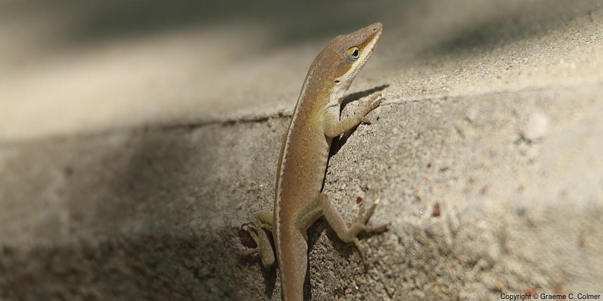 Green Anole (Anolis carolinensis) - Adult