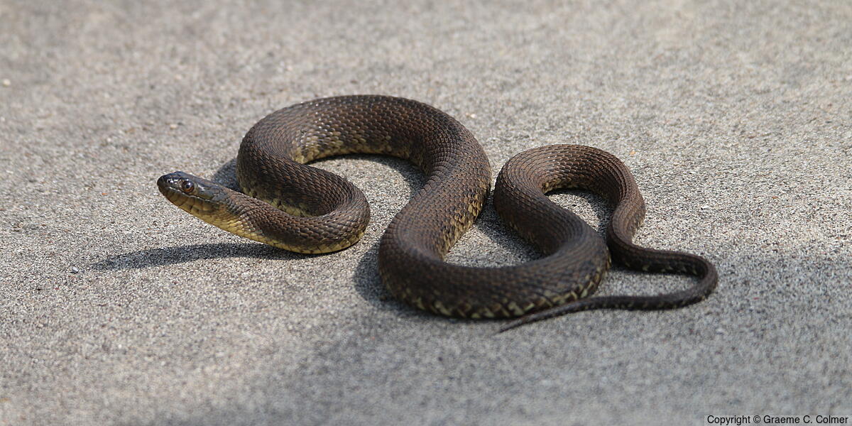 Mississippi Green Watersnake (Nerodia cyclopion) - Adult