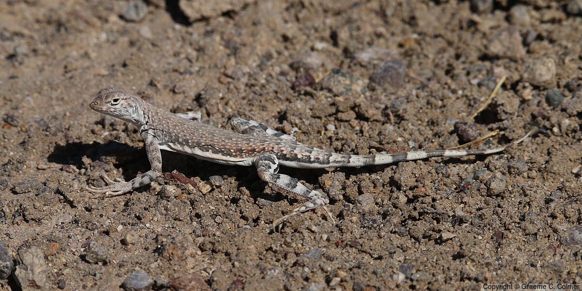 Zebra-tailed Lizard (Callisaurus draconoides) - Adult