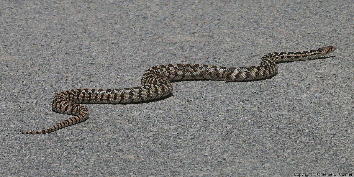 Gophersnake (Pituophis catenifer) - Gopher Snake