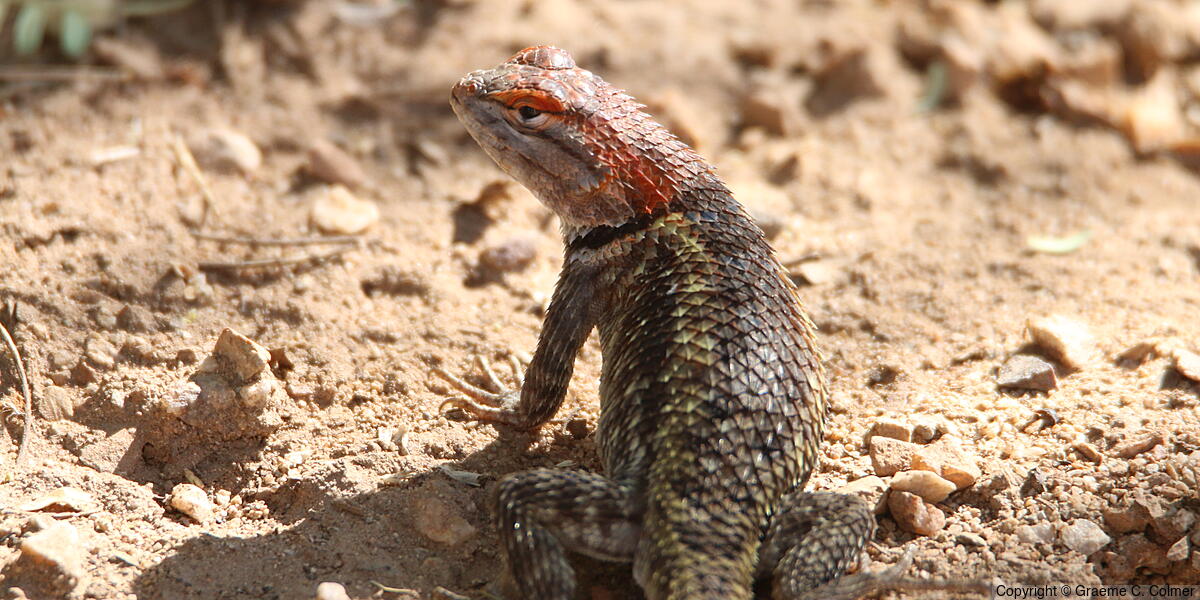 Yellow-backed Spiny Lizard (Sceloporus uniformis) - Breeding female