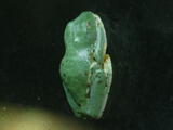 Morelet's Tree Frog - Adult