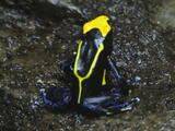 Phyllobates aurotaenia - Adult
