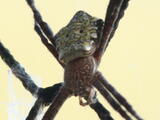Hawaiian Garden Spider - Adult