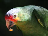 Red-crowned Parrot (Amazona viridigenalis) - Adult