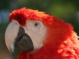 Scarlet Macaw (Ara macao) - Adult