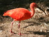 Scarlet Ibis - Adult
