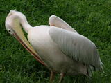 Great White Pelican - Adult