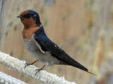 Welcome Swallow (Hirundo neoxena) - Adult
