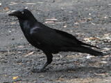 Australian Raven (Corvus coronoides) - Adult