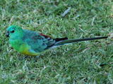 Red-rumped Parrot (Psephotus haematonotus) - Adult male