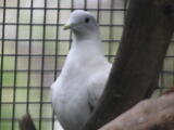 Torresian Imperial-Pigeon (Ducula spilorrhoa) - Adult