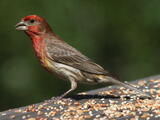House Finch (Haemorhous mexicanus) - Male