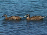 Australasian Shoveler (Spatula rhynchotis) - Adults