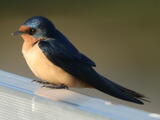 Barn Swallow (Hirundo rustica) - Adult