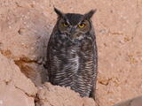 Great Horned Owl (Bubo virginianus) - Adult