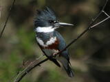 Belted Kingfisher (Megaceryle alcyon) - Adult female