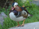 Mandarin Duck - Male