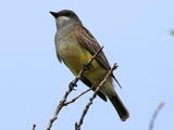 Cassin's Kingbird (Tyrannus vociferans) - Adult