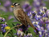 White-crowned Sparrow (Zonotrichia leucophrys) - Adult