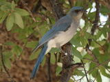 Mexican Jay (Aphelocoma wollweberi) - Adult