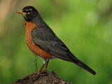 American Robin (Turdus migratorius) - Adult male