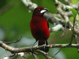 Crimson-backed Tanager (Ramphocelus dimidiatus) - Adult male