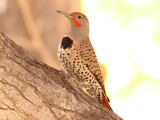 Northern Flicker (Colaptes auratus) - Adult male (red-shafted)