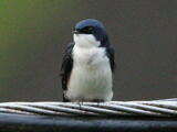 Blue-and-white Swallow (Pygochelidon cyanoleuca) - Adult