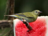 Tennessee Warbler (Leiothlypis peregrina) - Adult