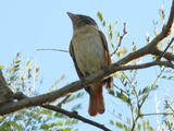 Rose-throated Becard (Pachyramphus aglaiae) - Adult