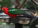 Australian King-Parrot (Alisterus scapularis) - Adult male