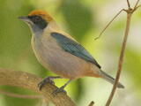 Burnished-buff Tanager - Adult
