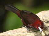Silver-beaked Tanager (Ramphocelus carbo) - Adult male