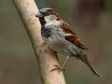 House Sparrow (Passer domesticus) - Breeding male